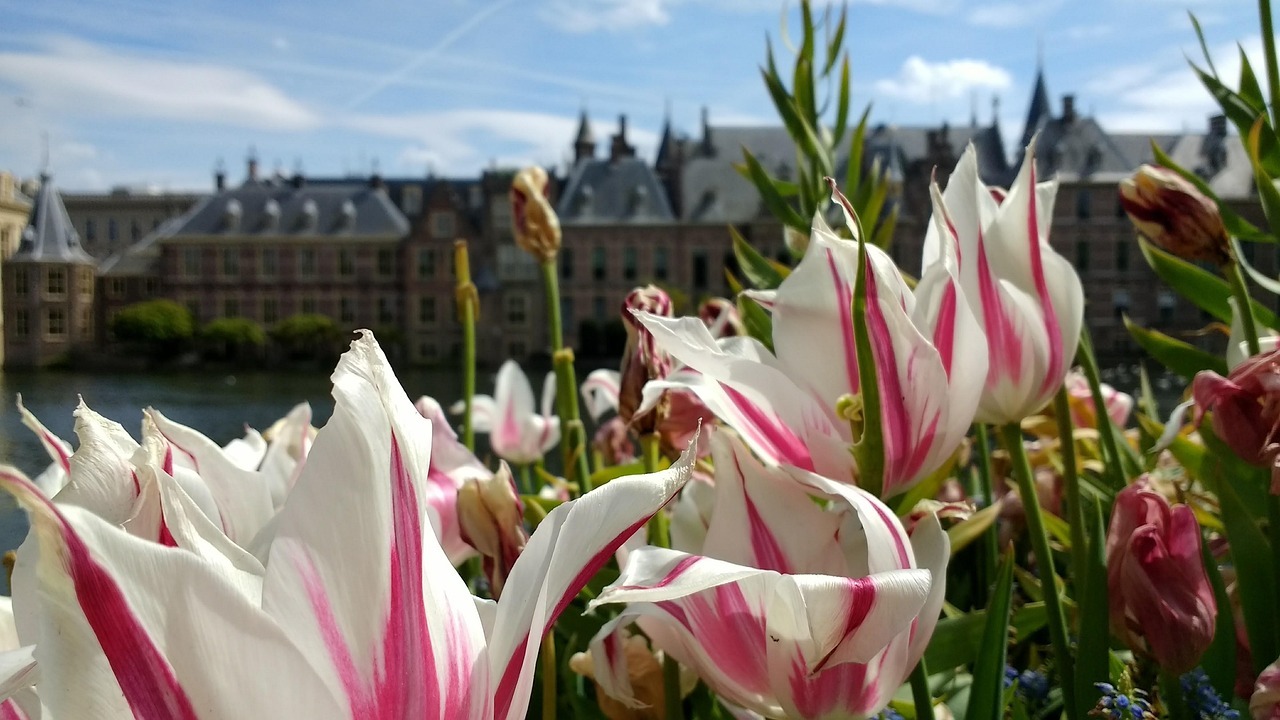 binnenhof, flowers, den haag, beautiful flowers, flower background, netherlands, nature, parliament, historical, building, hofvijver, hague, europe, city, landmark, travel, holland, monument, tulips, pelargonium, architecture, culture, flower wallpaper, historic, cultural